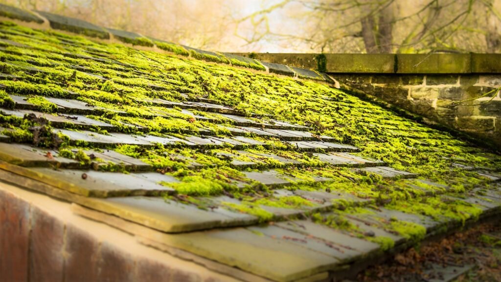 plants and moss on the roof is a signs you need a new roof