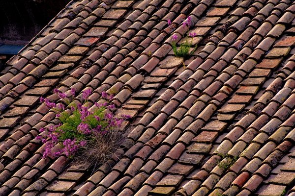 roof replacement how often